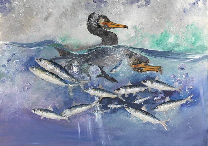 Les cormorans